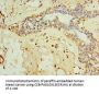 IFNL3 Antibody