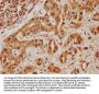 TNS4 Antibody