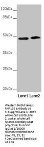 RNF135 Antibody