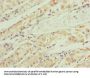 RNF135 Antibody