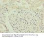 RNF135 Antibody