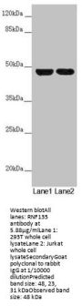 RNF135 Antibody