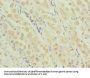 RNF135 Antibody
