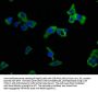 CLEC10A Antibody