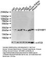 GPIHBP1 Antibody