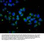 SCUBE1 Antibody