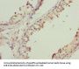 MRPL41 Antibody