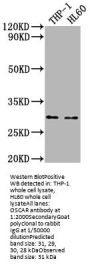 OSCAR Antibody