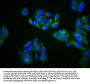 ZDHHC14 Antibody