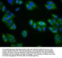 KIRREL3 Antibody