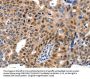 MCM7 Antibody
