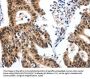 MCM7 Antibody
