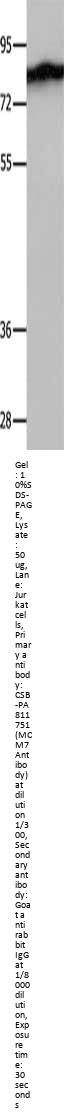 MCM7 Antibody