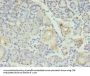 RFX6 Antibody