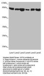 MFN1 Antibody