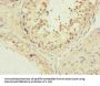 MFN1 Antibody