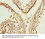 MFN1 Antibody
