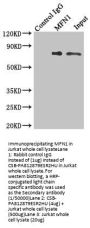 MFN1 Antibody