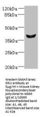Dlk2 Antibody