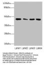CBWD2 Antibody