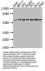 APCDD1 Antibody