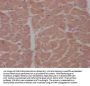 APCDD1 Antibody