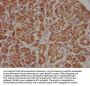APCDD1 Antibody