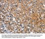 CEACAM1 Antibody