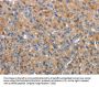 CEACAM1 Antibody