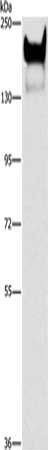 CEACAM1 Antibody