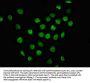 MYO18B Antibody