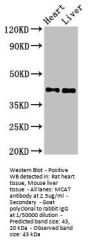 MCAT Antibody