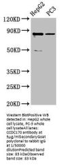 CCDC170 Antibody
