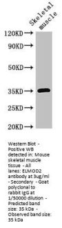ELMOD2 Antibody