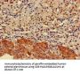 ELMOD2 Antibody