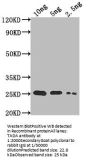 TADA Antibody