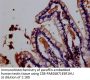 IFNLR1 Antibody