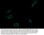 IFNLR1 Antibody