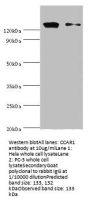 CCAR1 Antibody
