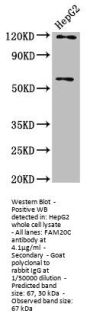 FAM20C Antibody