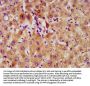 FAM20C Antibody