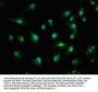 TIAM2 Antibody