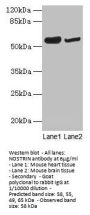 NOSTRIN Antibody