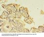 NOSTRIN Antibody