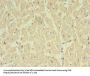 NOSTRIN Antibody