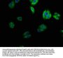 SCN4B Antibody
