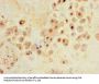 SLC30A8 Antibody