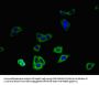 SLC30A8 Antibody