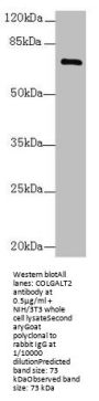 COLGALT2 Antibody