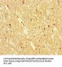 DOCK3 Antibody